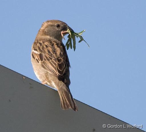 Little Brown Bird_45320.jpg - House Sparrow (Passer domesticus)Photographed near Breaux Bridge, Louisiana, USA.